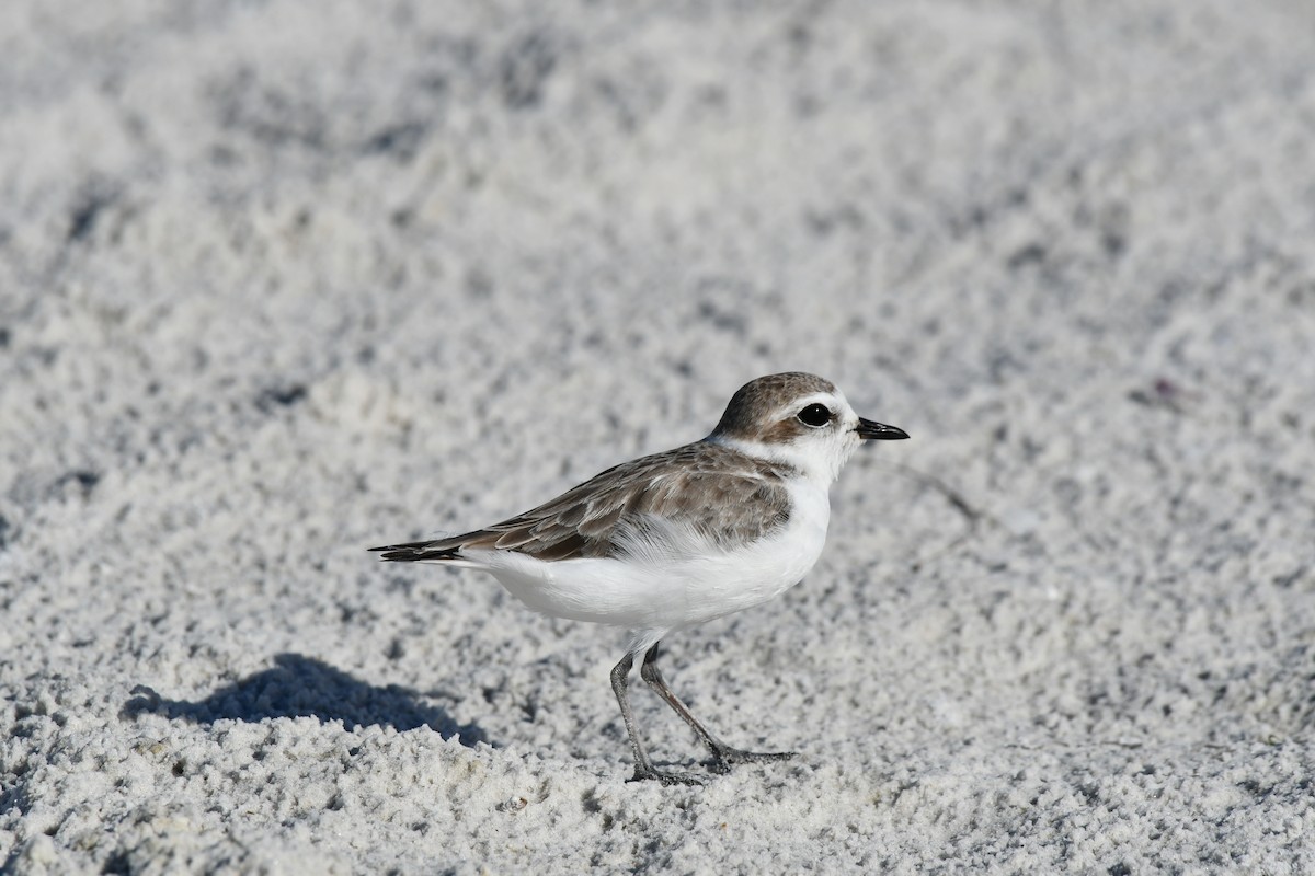 Snowy Plover - ML644282412