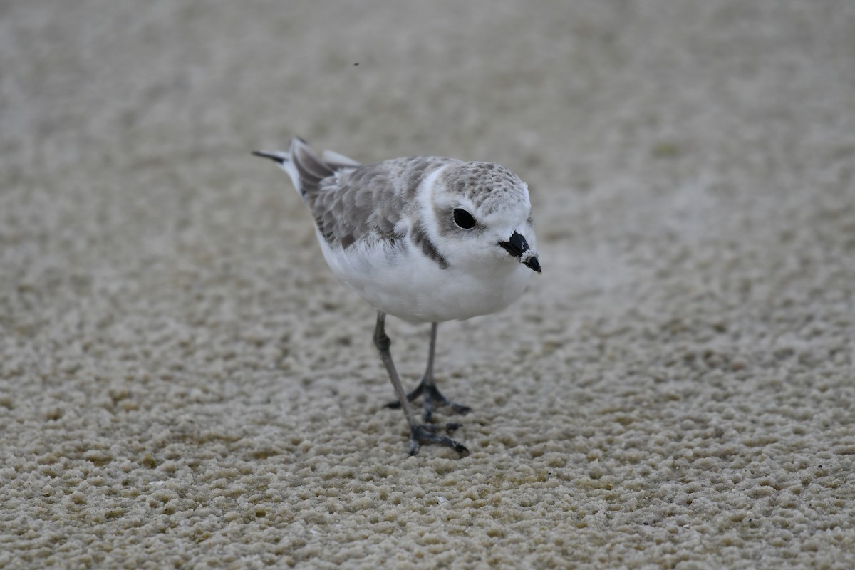 Snowy Plover - ML644282413