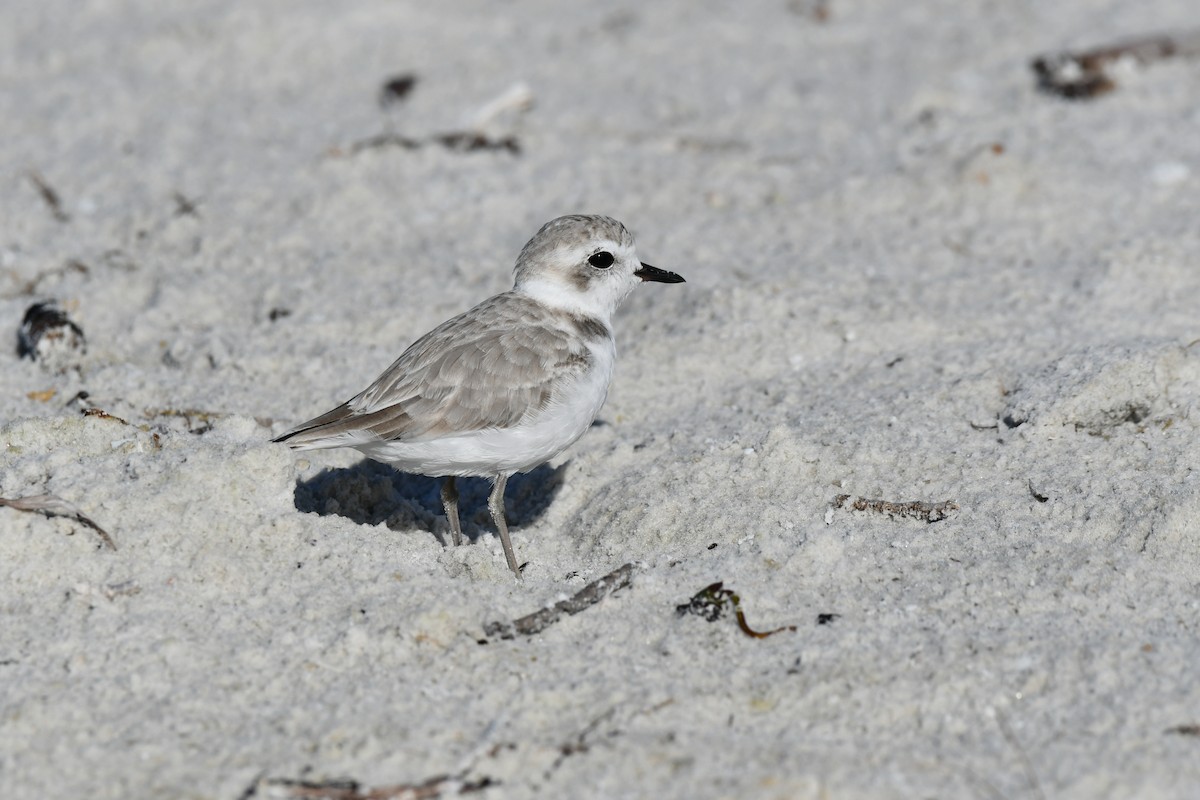Snowy Plover - ML644282414