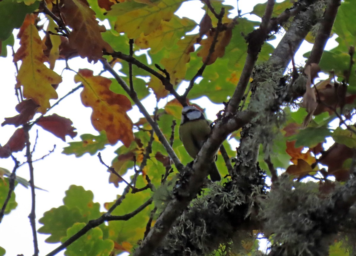 Eurasian Blue Tit - ML644282421