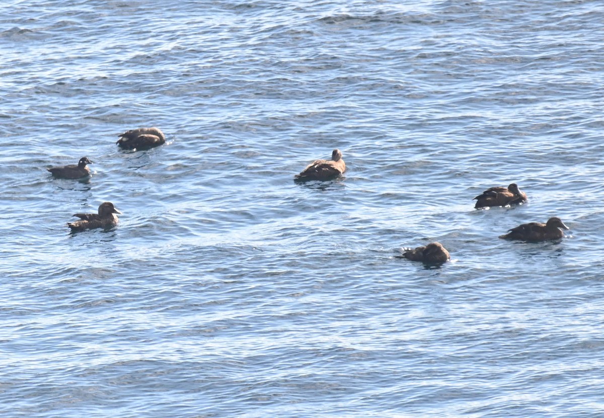 Ahate arlekina - ML644282423