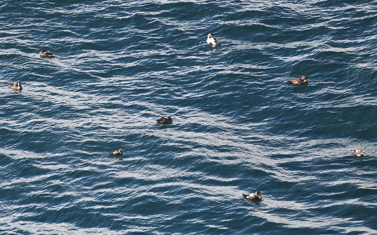 Ahate arlekina - ML644282424