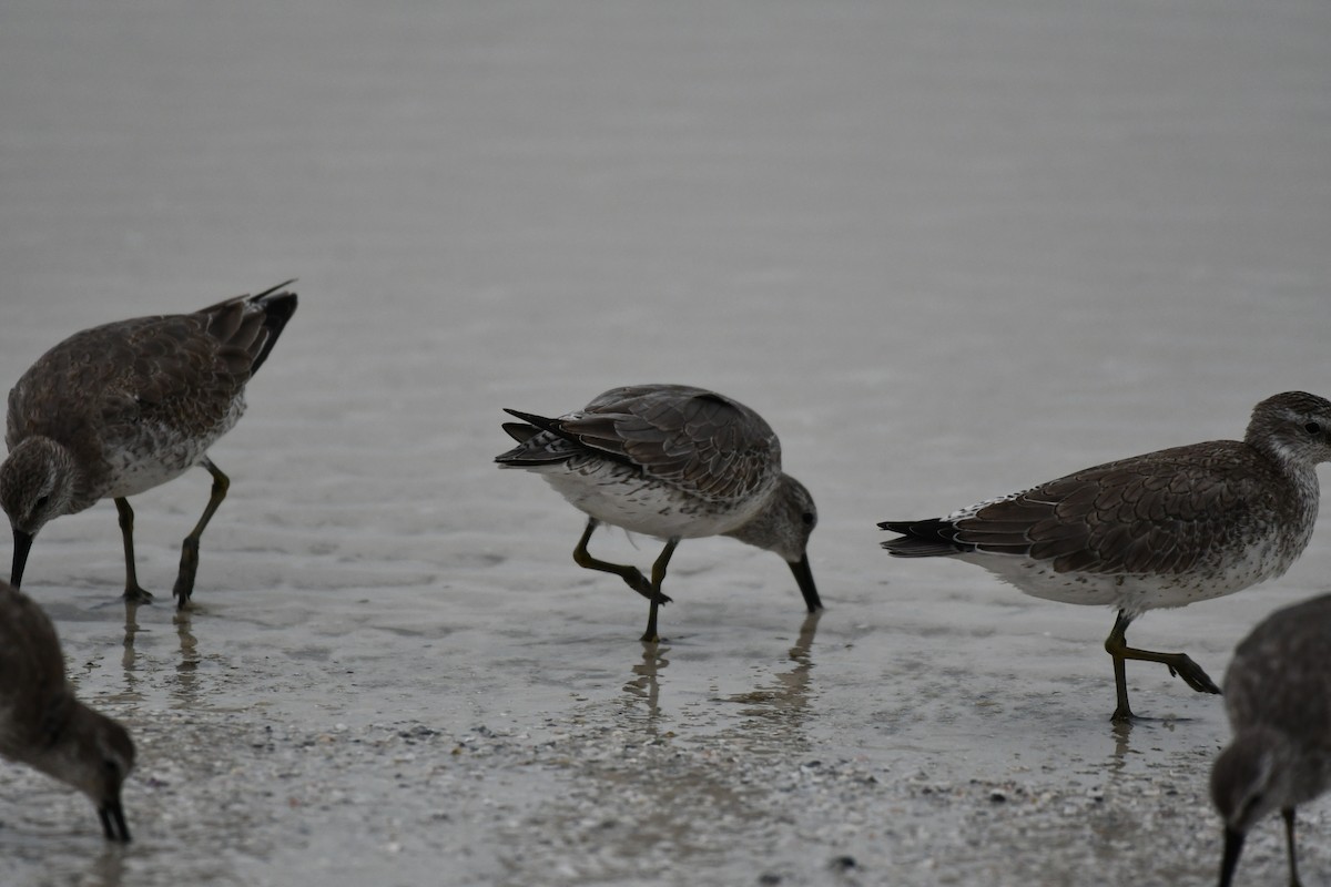 Red Knot - ML644282425