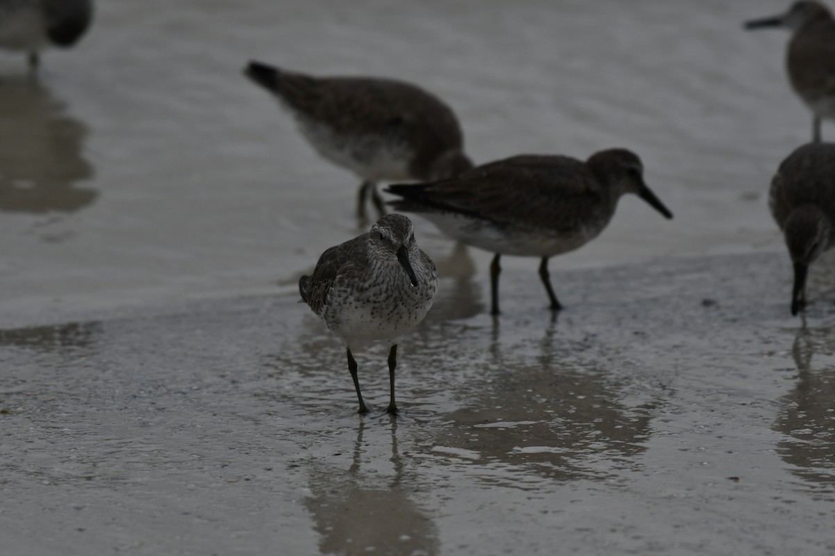 Red Knot - ML644282427