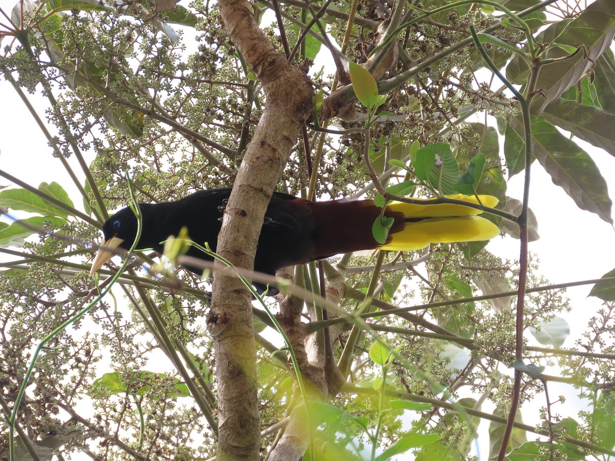 Crested Oropendola - ML644282428