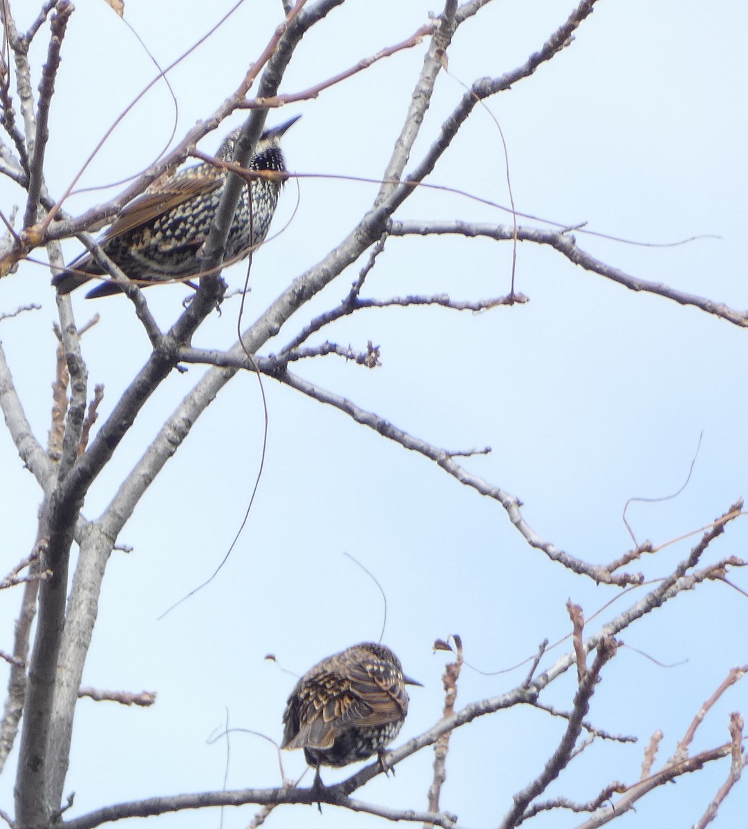 špaček obecný - ML644282429