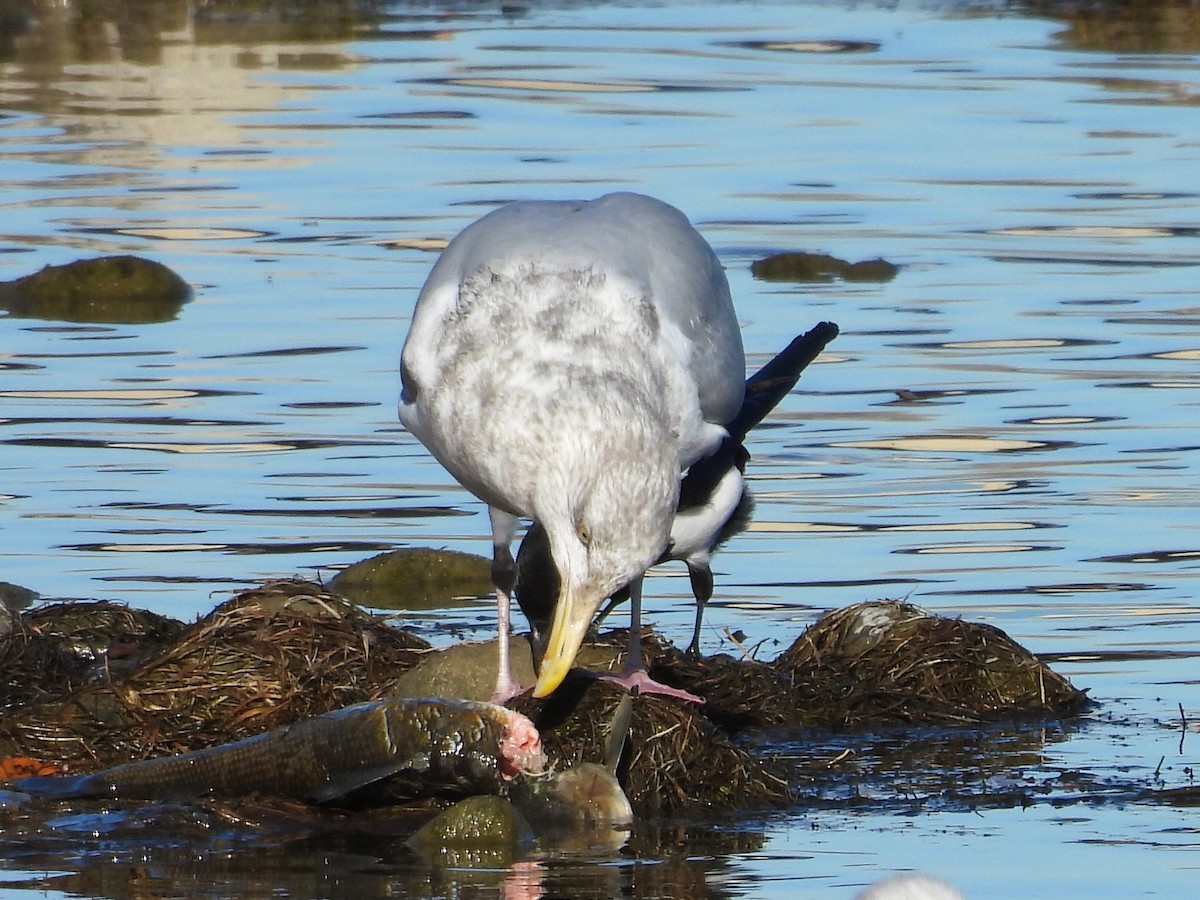 アメリカセグロカモメ - ML644282430