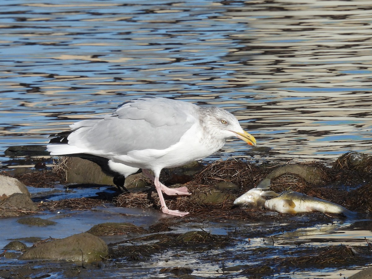 アメリカセグロカモメ - ML644282431
