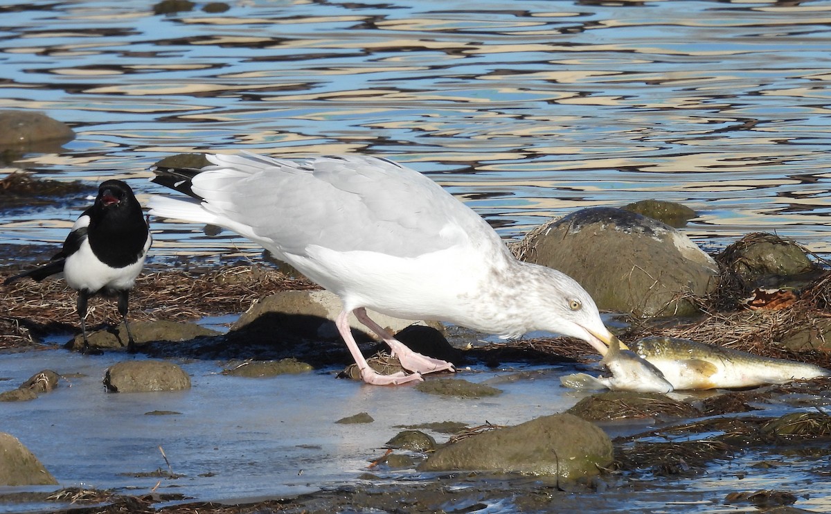 アメリカセグロカモメ - ML644282432