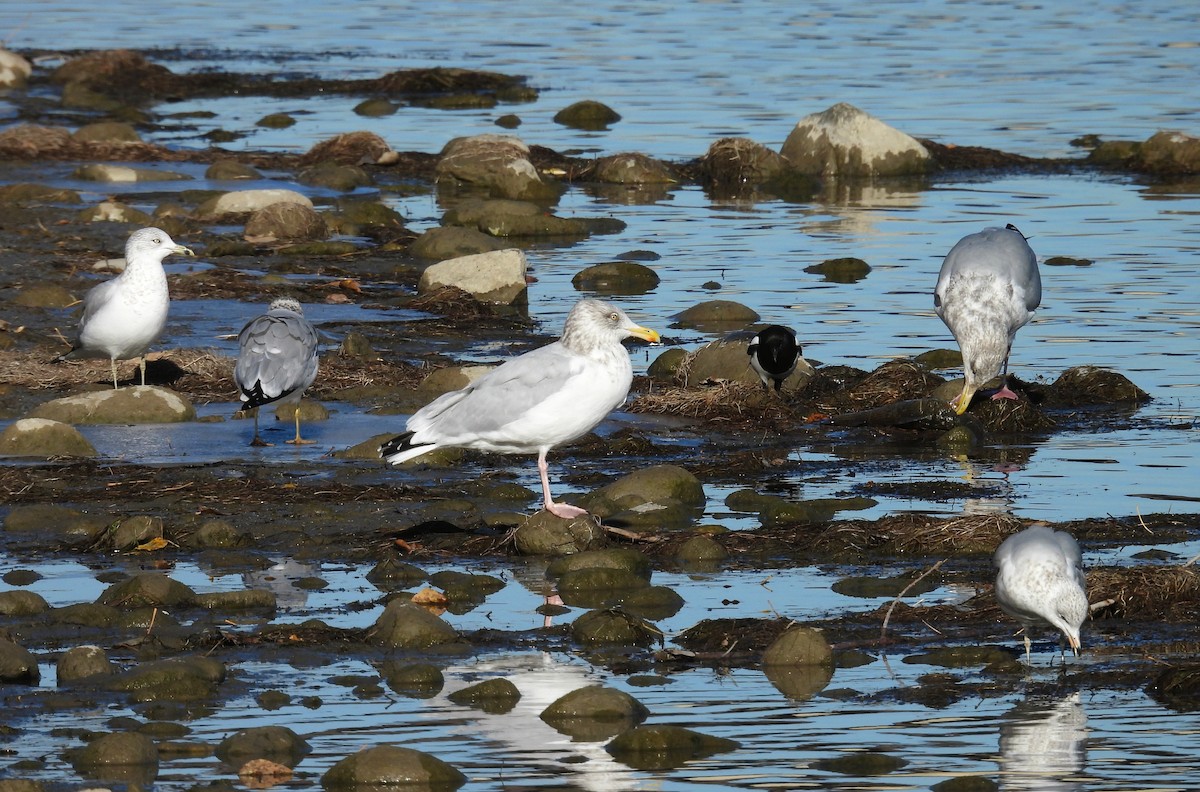 アメリカセグロカモメ - ML644282433