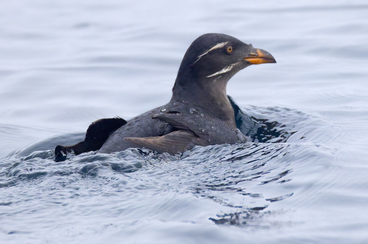 papuchalk růžkatý - ML644282448