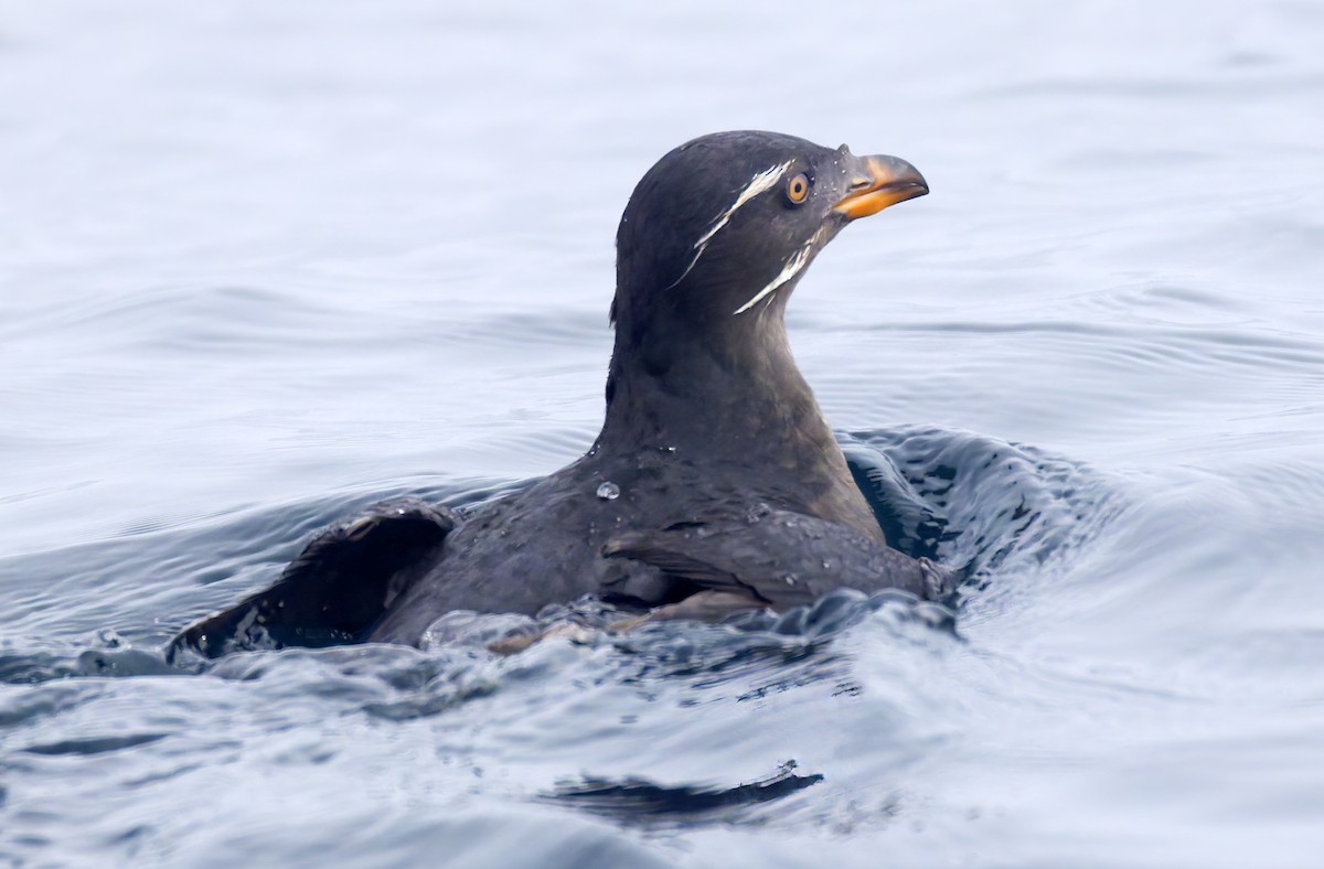 papuchalk růžkatý - ML644282449