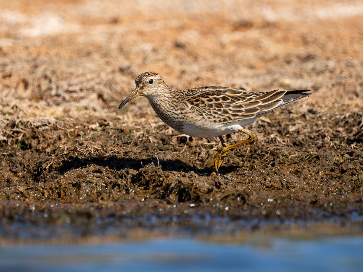 Çizgili Kumkuşu - ML644282455