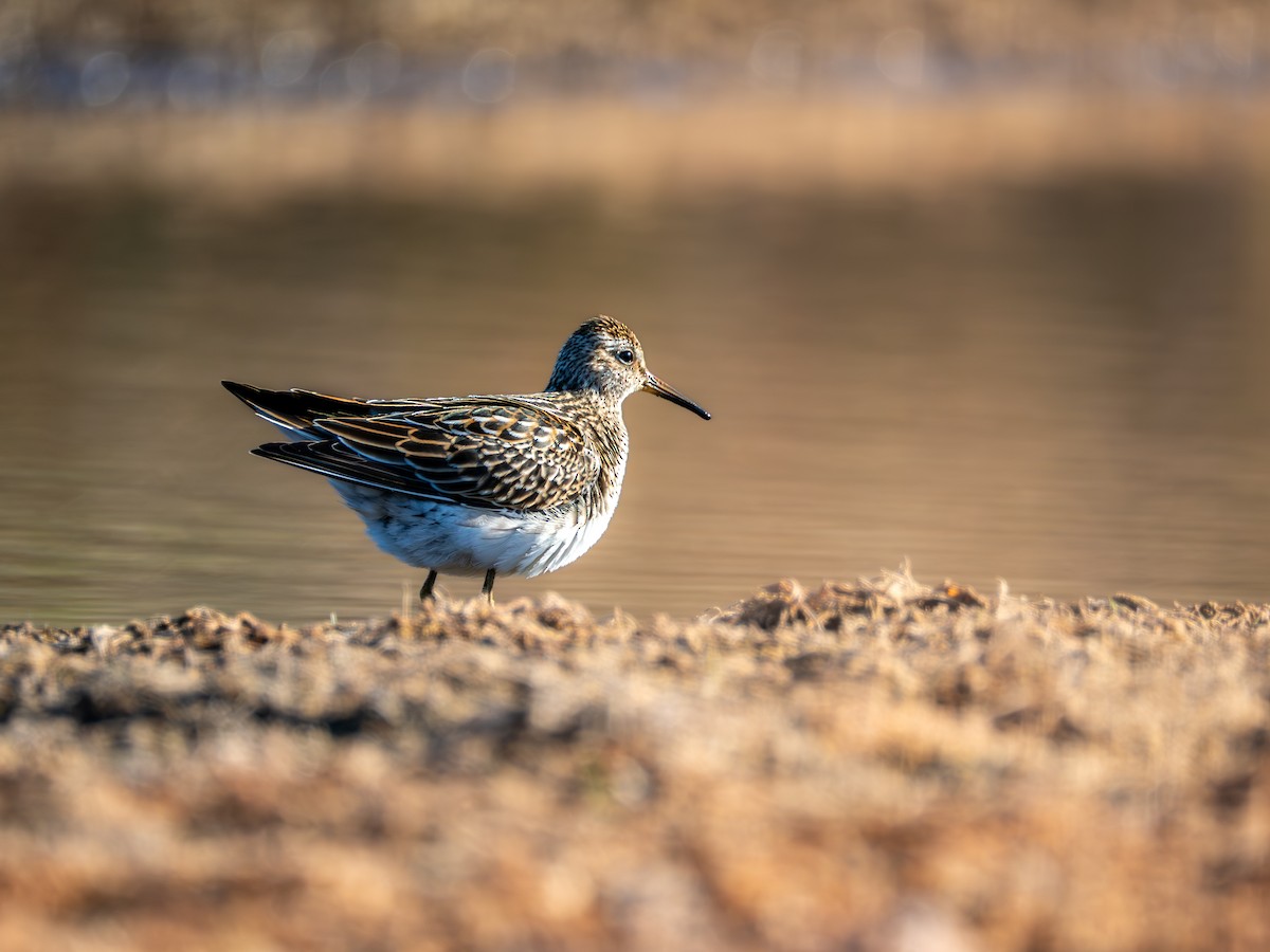 Çizgili Kumkuşu - ML644282456