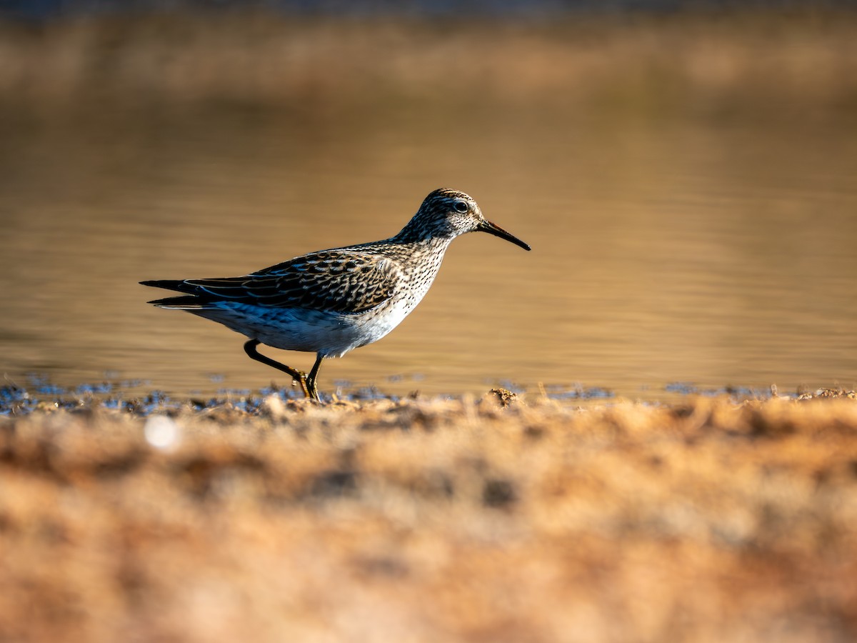 Çizgili Kumkuşu - ML644282457