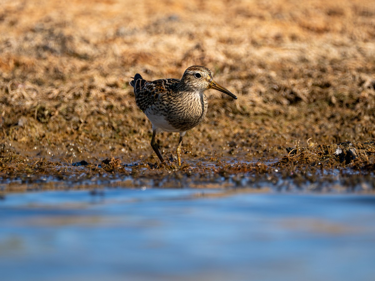 Çizgili Kumkuşu - ML644282458
