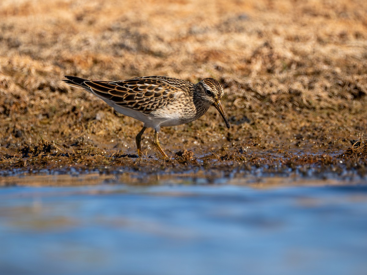 Çizgili Kumkuşu - ML644282459