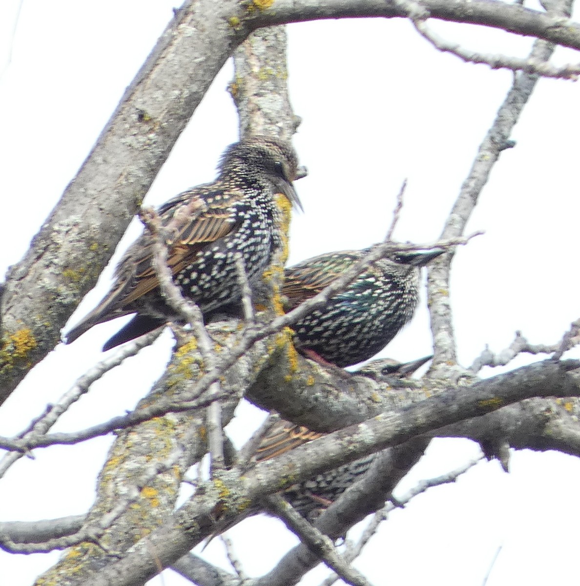 špaček obecný - ML644282475