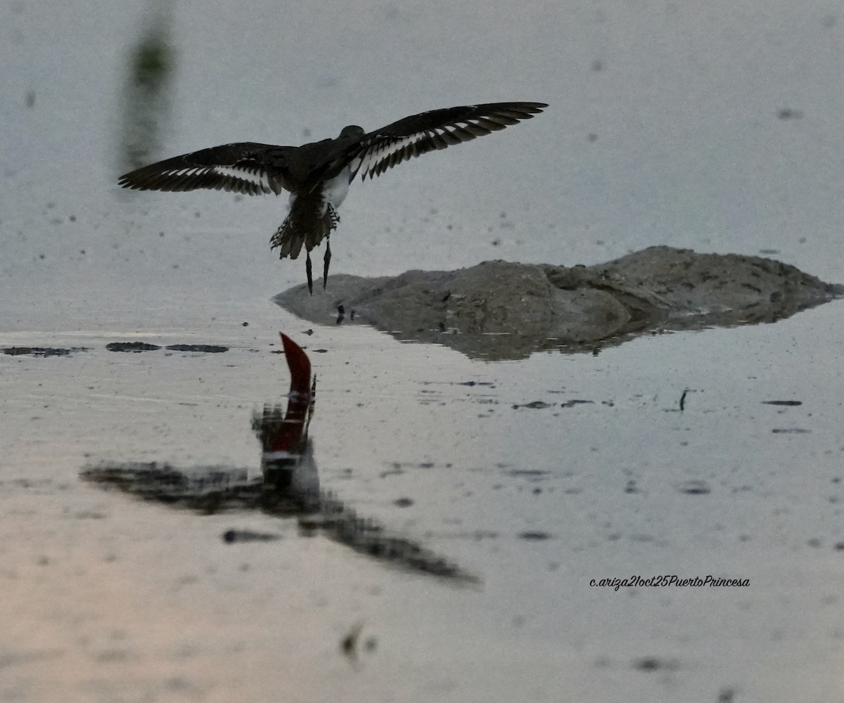 Перевозчик - ML644282494