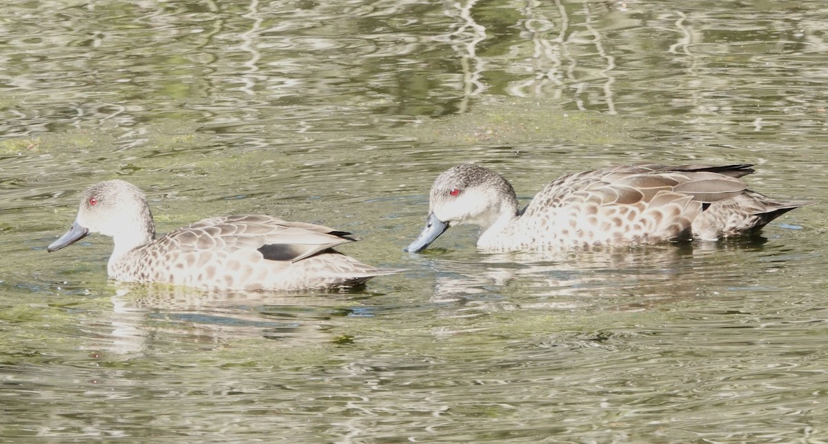 Zertzeta grisa - ML644282495