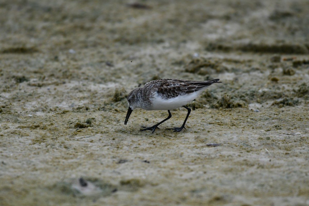 Western Sandpiper - ML644282505
