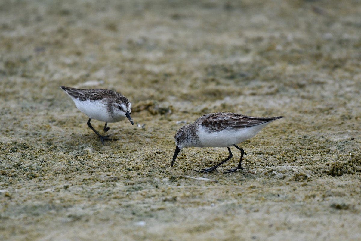 Western Sandpiper - ML644282506
