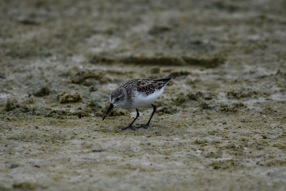 Western Sandpiper - ML644282507