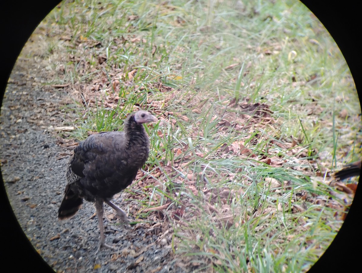 Indioilar arrunta - ML644282519