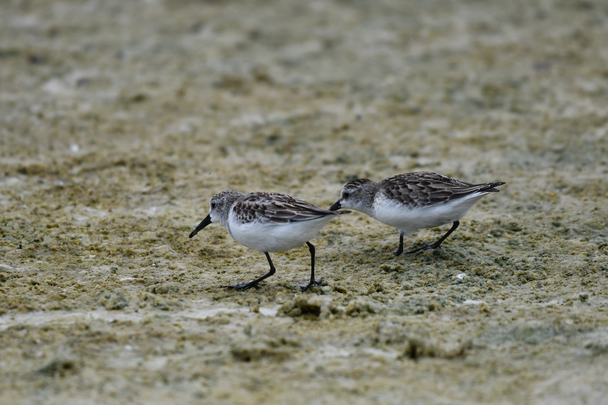 Semipalmated Sandpiper - ML644282523