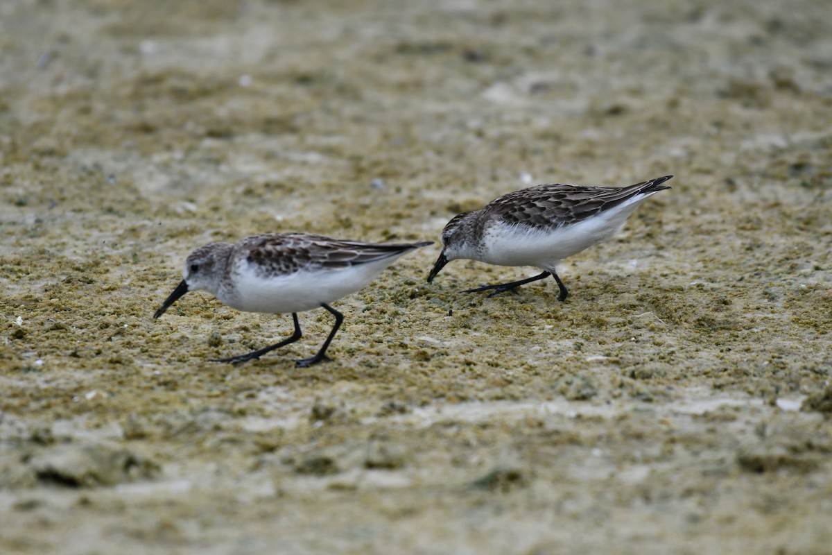 Semipalmated Sandpiper - ML644282524