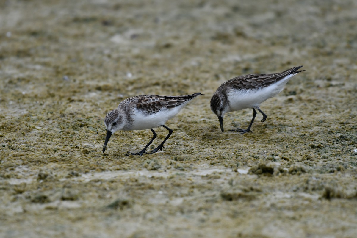 Semipalmated Sandpiper - ML644282525