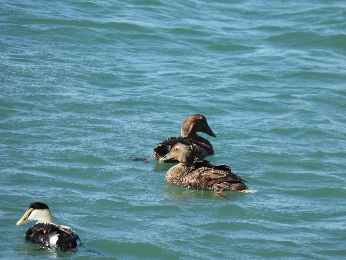 Common Eider - ML644282532