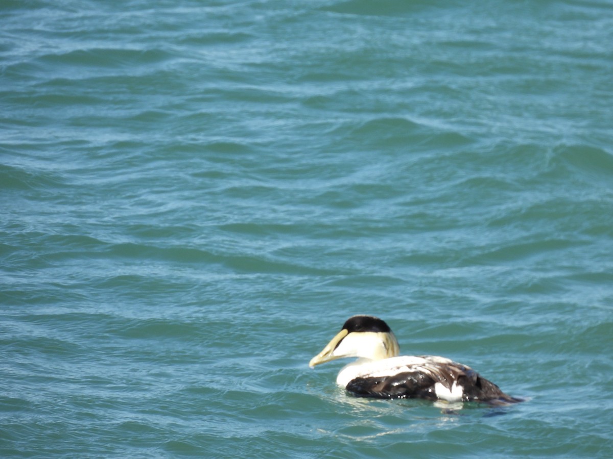 Common Eider - ML644282538