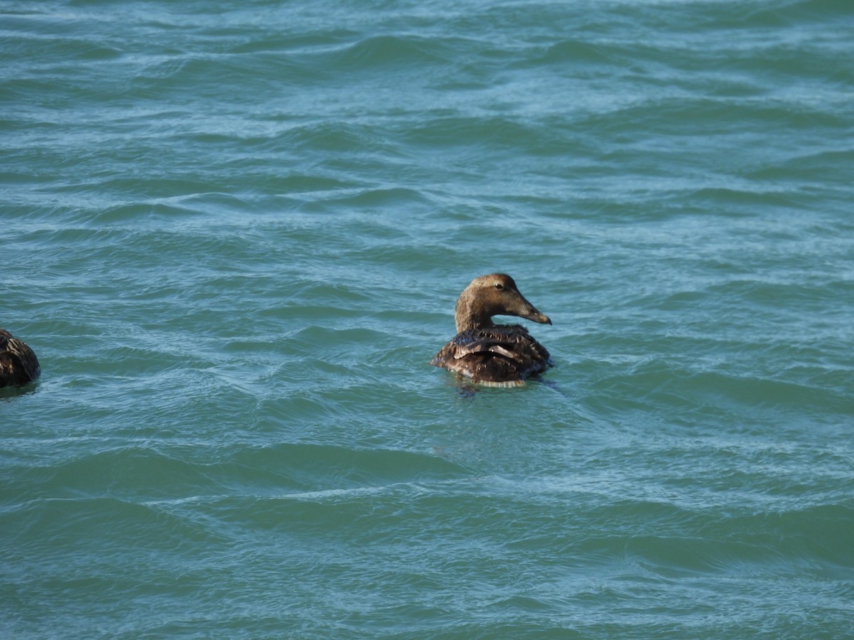 Common Eider - ML644282541