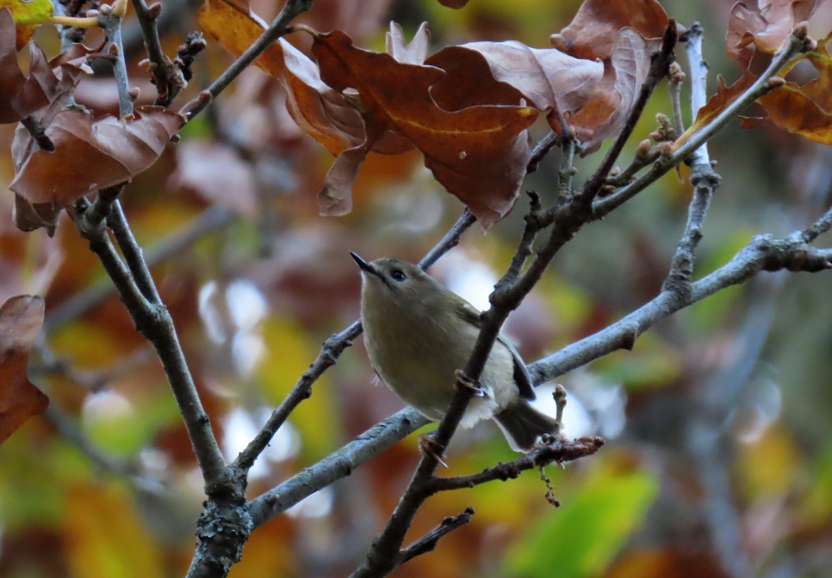 fuglekonge - ML644282549