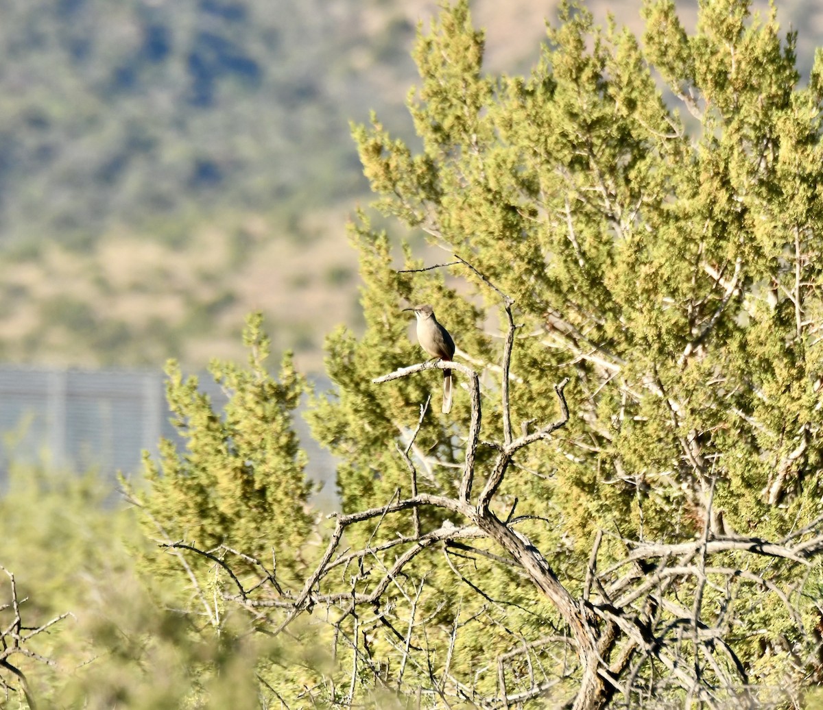 Crissal Thrasher - ML644282560