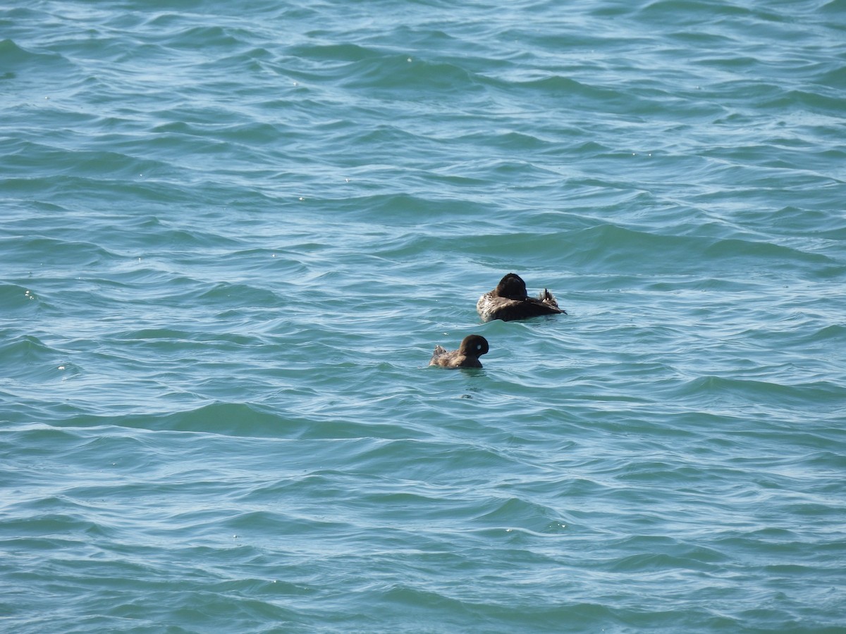 Harlequin Duck - ML644282561