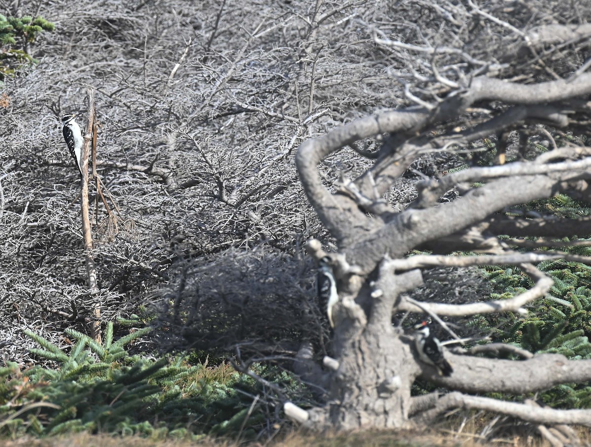 Hairy Woodpecker - ML644282568