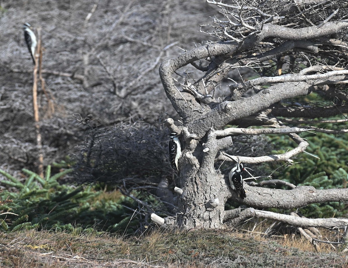 Hairy Woodpecker - ML644282569