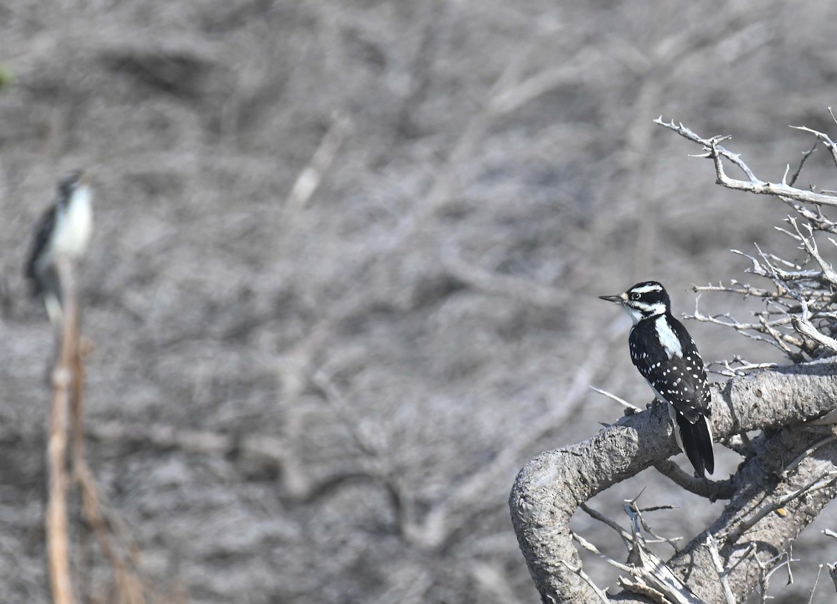 Hairy Woodpecker - ML644282570