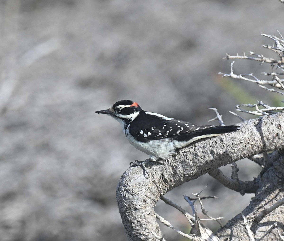 Hairy Woodpecker - ML644282572