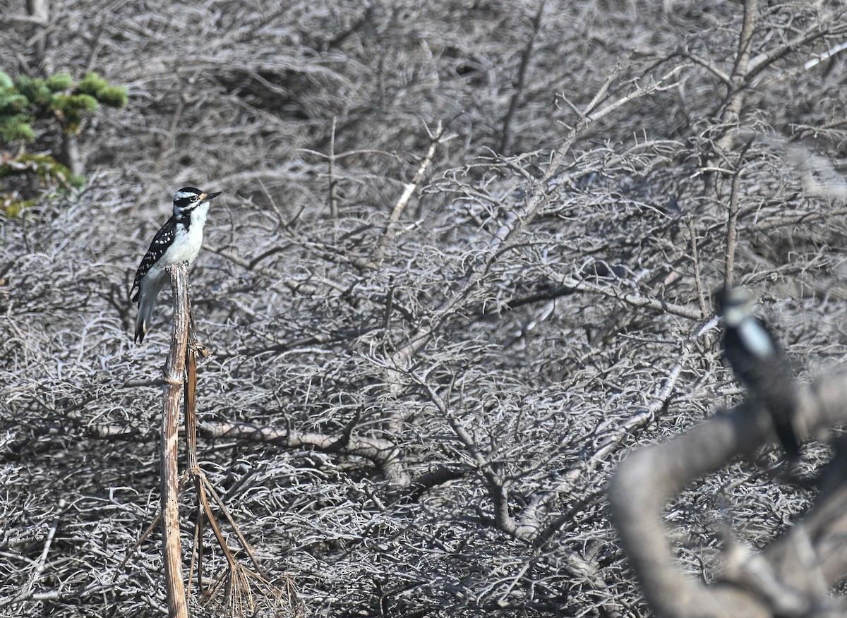 Hairy Woodpecker - ML644282573