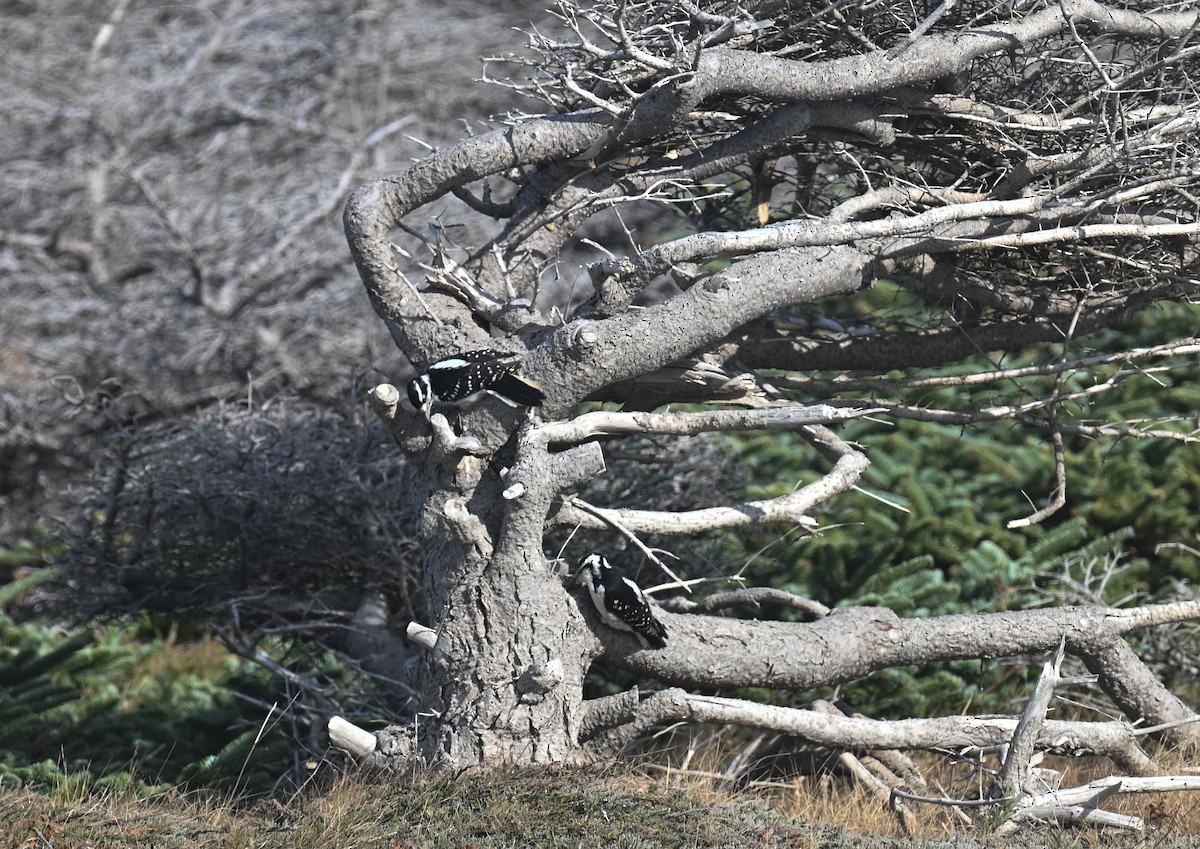 Hairy Woodpecker - ML644282576