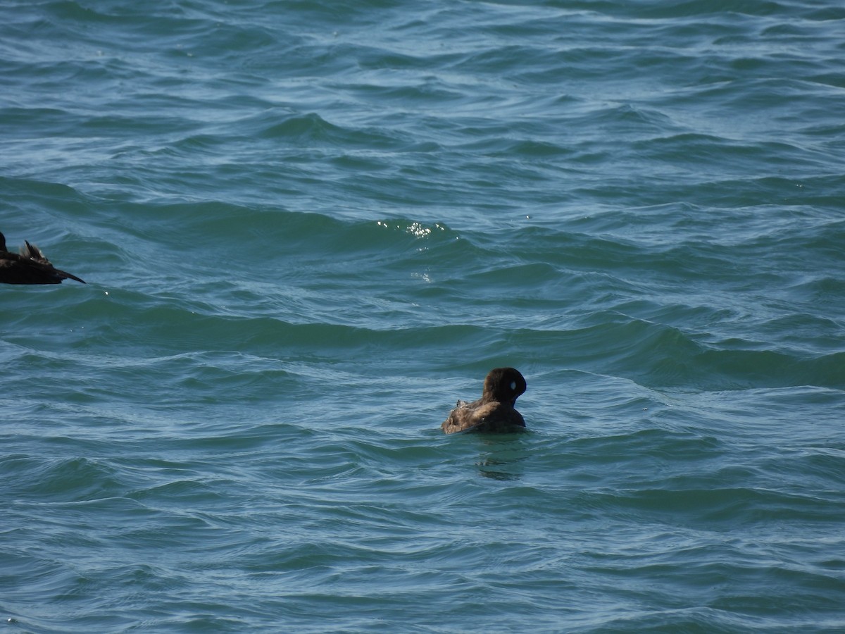 Harlequin Duck - ML644282579