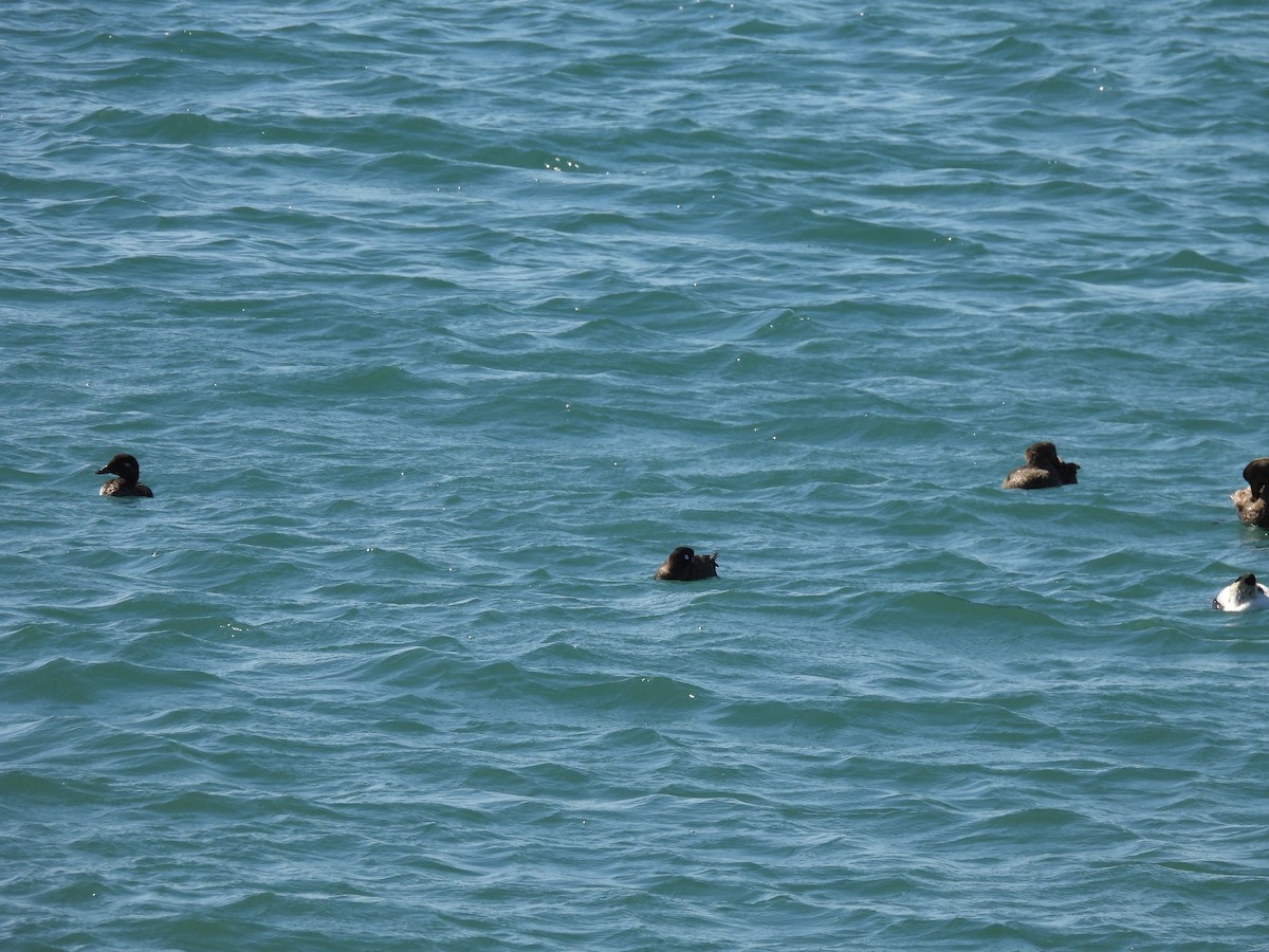 Harlequin Duck - ML644282581