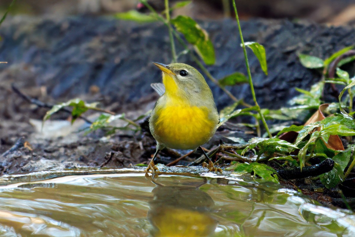 Очковая древесница - ML644282588