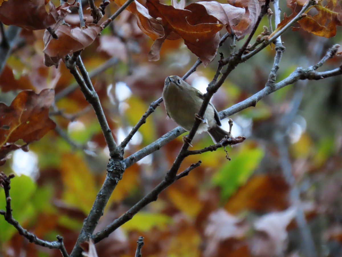 fuglekonge - ML644282590