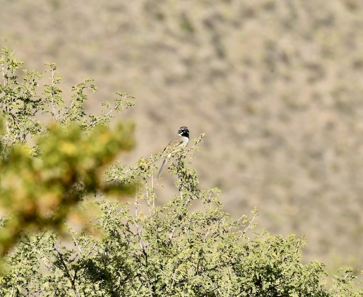 Black-throated Sparrow - ML644282592