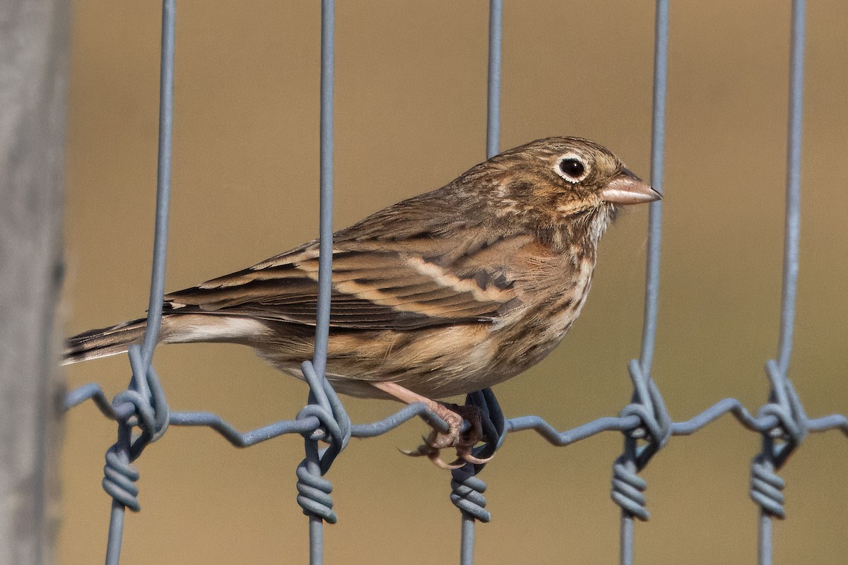 Vesper Sparrow - ML644282593