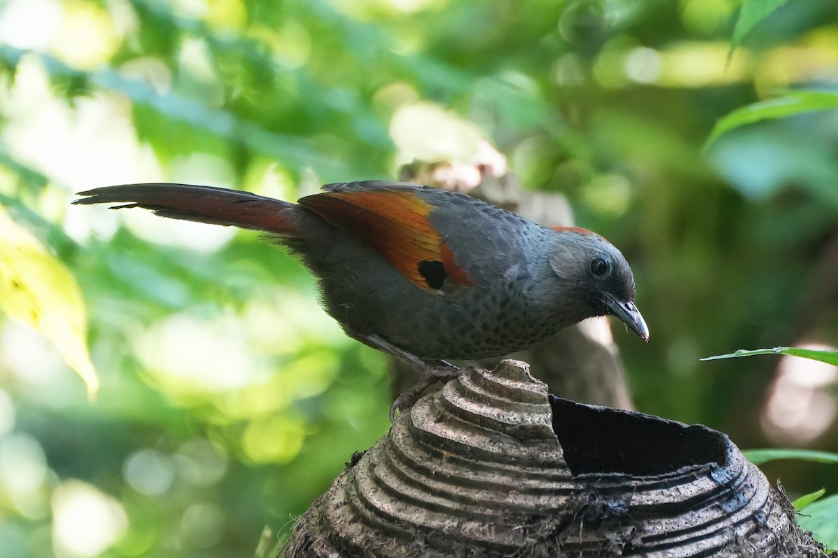 Golden-winged Laughingthrush - ML644282597
